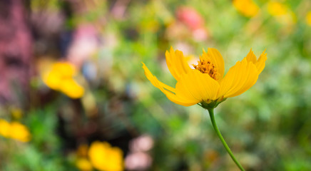 Yellow cosmos flowers in flower garden as blur background - select focus