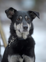 Black with white dog pooch on a leash in winter