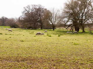 Sheep Grazing in a Field in Spring