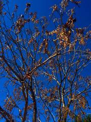 barren tree branches and blue skies in fall