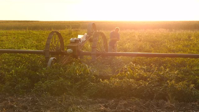 Farmer moves irrigation system in peppers field. Summer sunset.