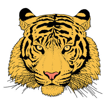 Tiger Head Illustration Vector