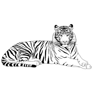 Bengal Tiger Silhouette Images – Browse 7,793 Stock Photos, Vectors ...