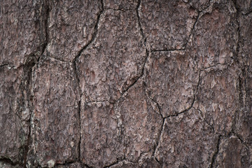 Close-up pine bark