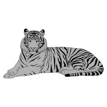 Tiger Head Illustration Vector