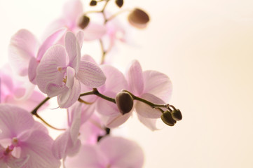 Beautiful blooming orchid isolated on white. Pink orchid flower. Greeting background. Pink orchid...