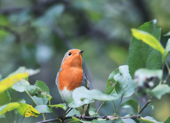 orange bird Robin sitting among green foliage in the Park