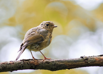 funny little bird the Robin is on a branch in the Park
