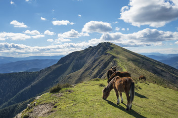 Wild horses in the mountain.