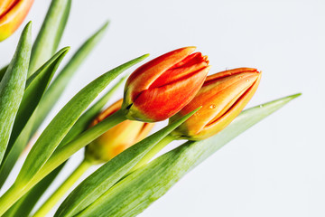 Beautiful tulip heads closeup