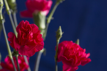 Fototapeta na wymiar Pink carnation flowers and buds on a deep blue background