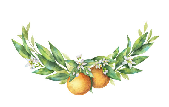Watercolor hand drawn wreath fruit orange branch.