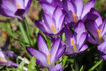 lila crocus