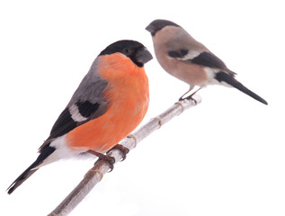 male and female bullfinch