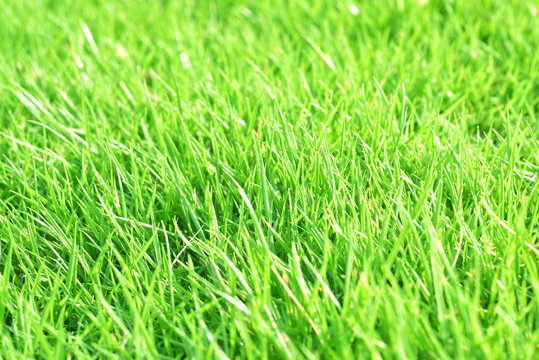 芝の背景イメージ