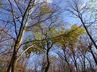 fall leaves in the forest