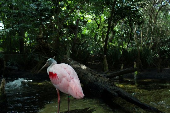 Pink Flamingo in the Forrests of Florida