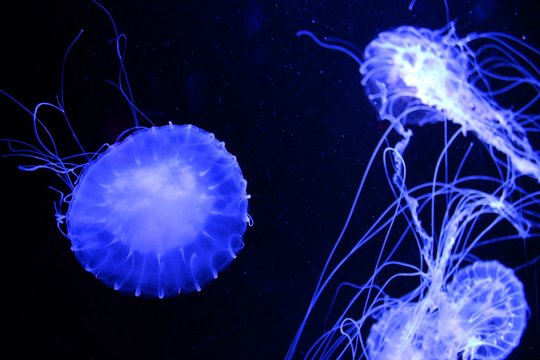 Glowing Jelly Fish Floating Isolated