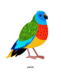 Parrot - beautiful multi-colored bird from Australia