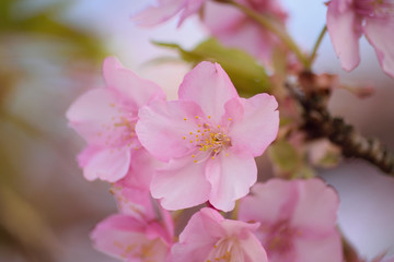 Macro texture of Japanese pink cherry blossoms
