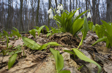 snowdrops and old leaves around