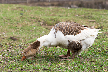 One farmer Gus walks across the pasture.