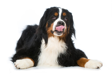 Hund schleckt sich das Maul