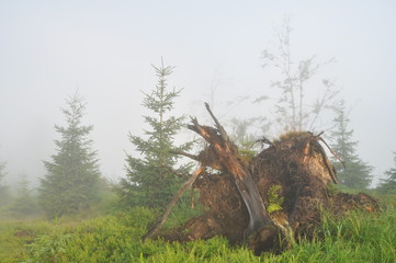 fog