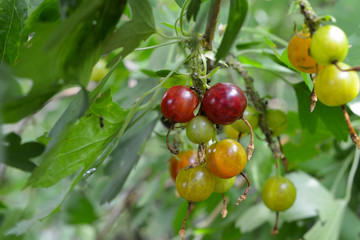 Ants laid eggs on a branch of a currant