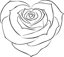 rose, flower, floral