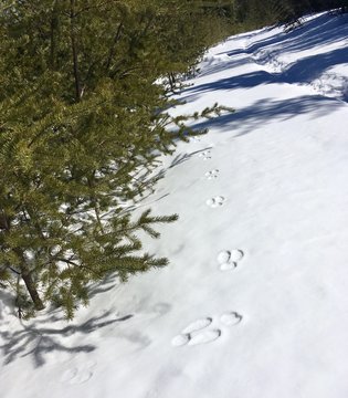 piste