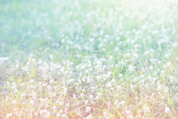 spring of meadow with filter