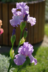 Iris bleu clair au soleil du printemps