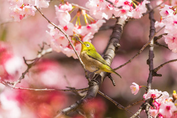 The Japanese White-eye.The background is cherry blossoms. Located in Tokyo Prefecture Japan.