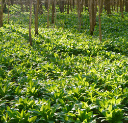 Bärlauch im Auewald im Sonnenschein