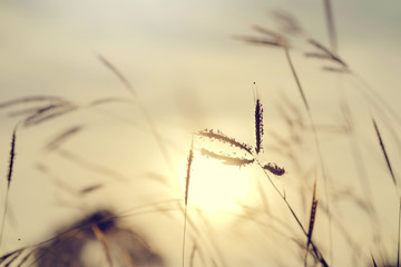 Soft focus on grass flower with sunset sunlight. Autumn grass on sunrise. Evening nature background