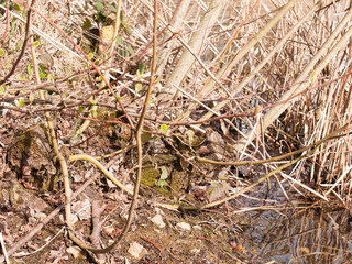 The Twigs of Reeds in the River Bed