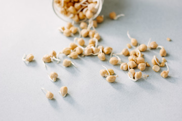 Chick pea sprouts over blue paper background.