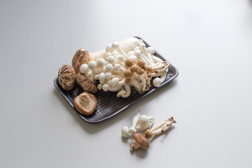 Mushroom for experiment in Lab.