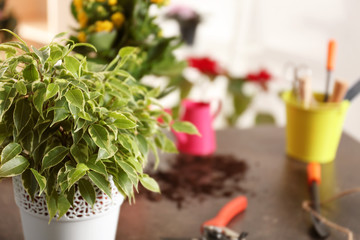 Fresh spring plant with gardener equipment on table