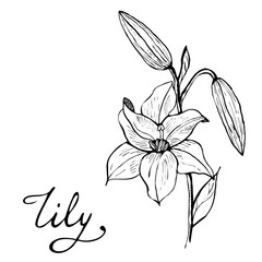 Lily Flower Botany Illustration
