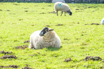 Obraz premium sheep in the Cumbrian Lake District in England.