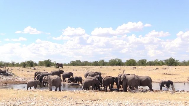 Elehpant herd at Etosha waterhole