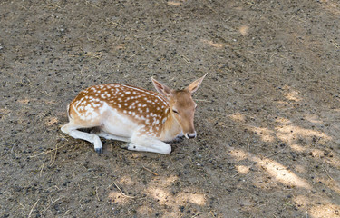 Deer young wildlife resting in the shade on a summer day lies on the ground