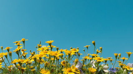 Gelbes Gänseblümchen blüht Wiesenfeld mit klarem blauem Himmel, helles Tageslicht. schöne natürliche blühende gänseblümchen im frühlingssommer. horizontal, kopierraum