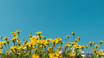 Foto auf Acrylglas Gänseblümchen Gelbes Gänseblümchen blüht Wiesenfeld mit klarem blauem Himmel, helles Tageslicht. schöne natürliche blühende gänseblümchen im frühlingssommer. horizontal, kopierraum