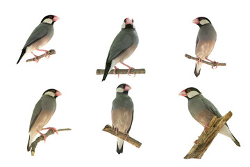Beautiful bird ,Bird Java sparrow isolated on white background