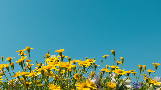 yellow daisy flowers meadow field with clear blue sky, bright day light. beautiful natural blooming daisies in spring summer. horizontal, copy space