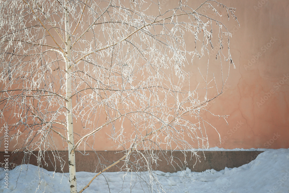 Wall mural Beautiful view of tree in hoarfrost