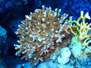 Naklejka na ściany i meble Beautiful Corals in the Red Sea 